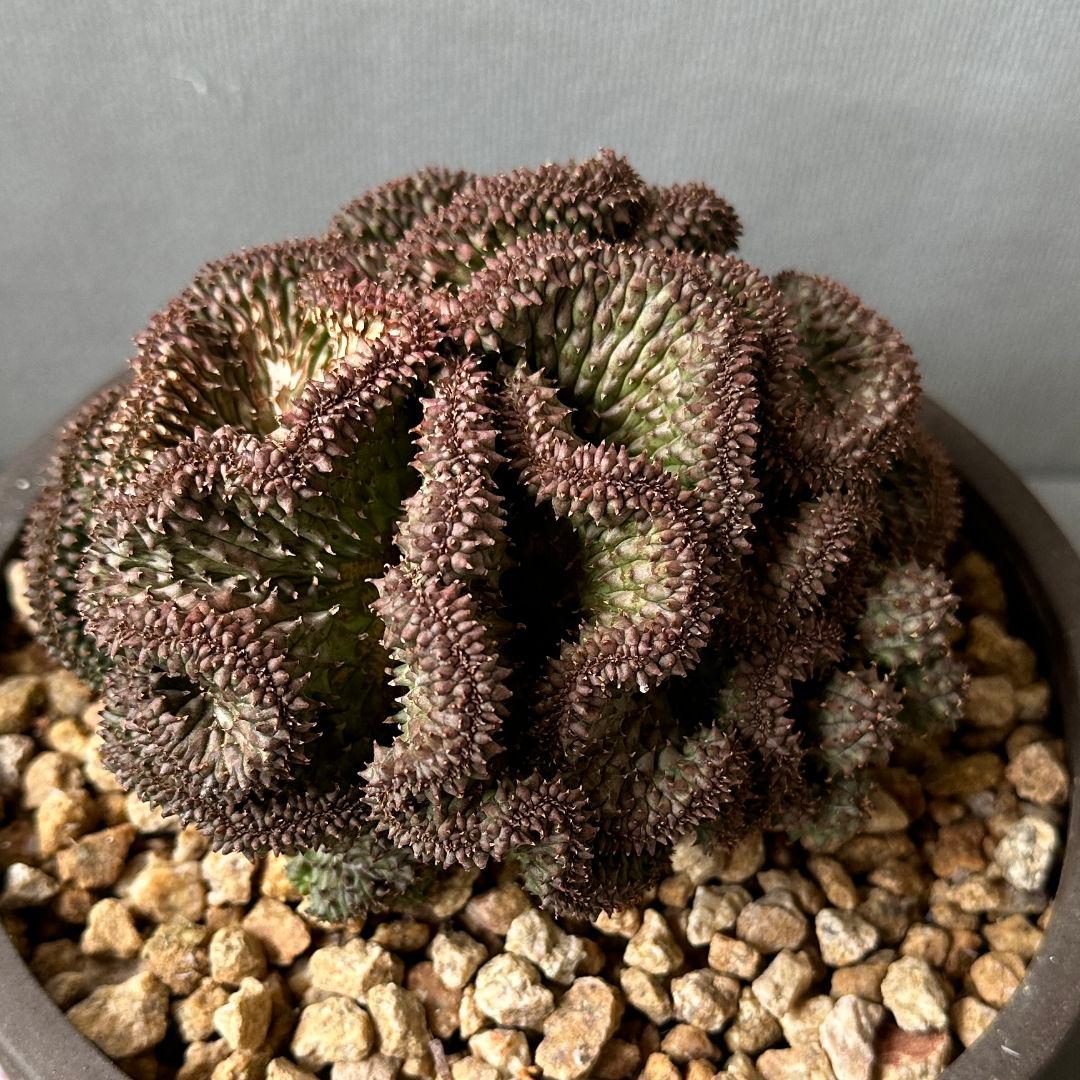 1504 ユーフォルビア オベサ 綴化 限定株 超希少