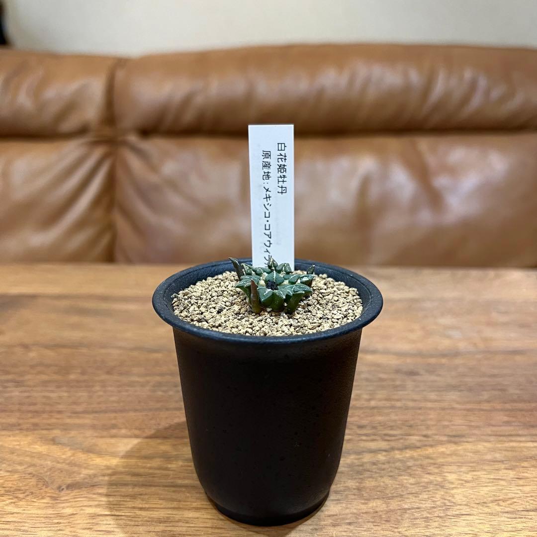 幅3㎝】白花姫牡丹 2 国内実生 サボテン 抜き苗発送 多肉植物 塊根