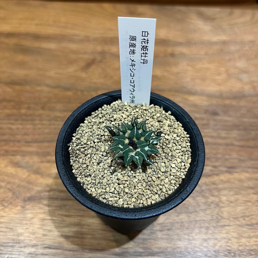 幅3㎝】白花姫牡丹 2 国内実生 サボテン 抜き苗発送 多肉植物 塊根