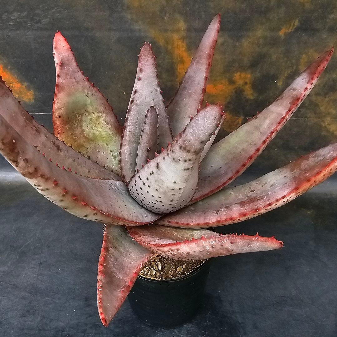 マ*ナ様 メルカリ便発送☆多肉植物 アロエ 達磨コニフェラ