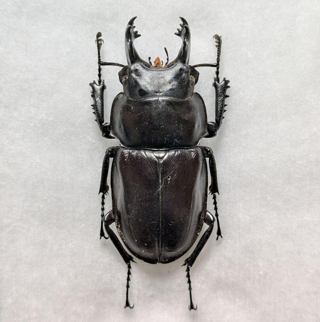 標本 規制前野外品 石垣島ヤエヤママルバネクワガタ♂ 56.2mm