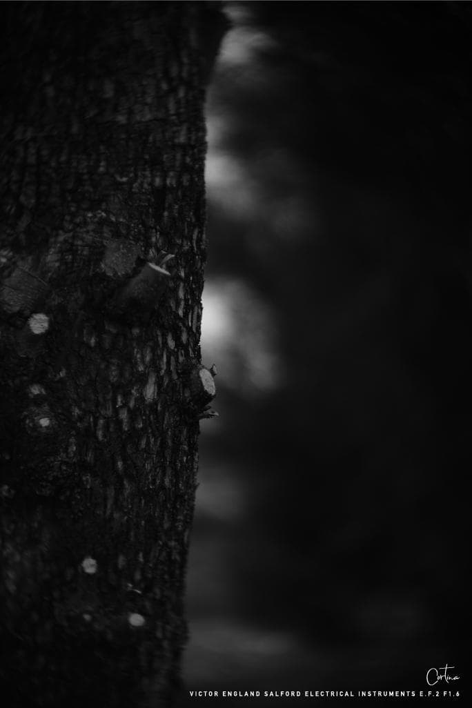 M42マウント VICTOR ENGLAND E.F.2 F1.6 ぐるぐるボケ