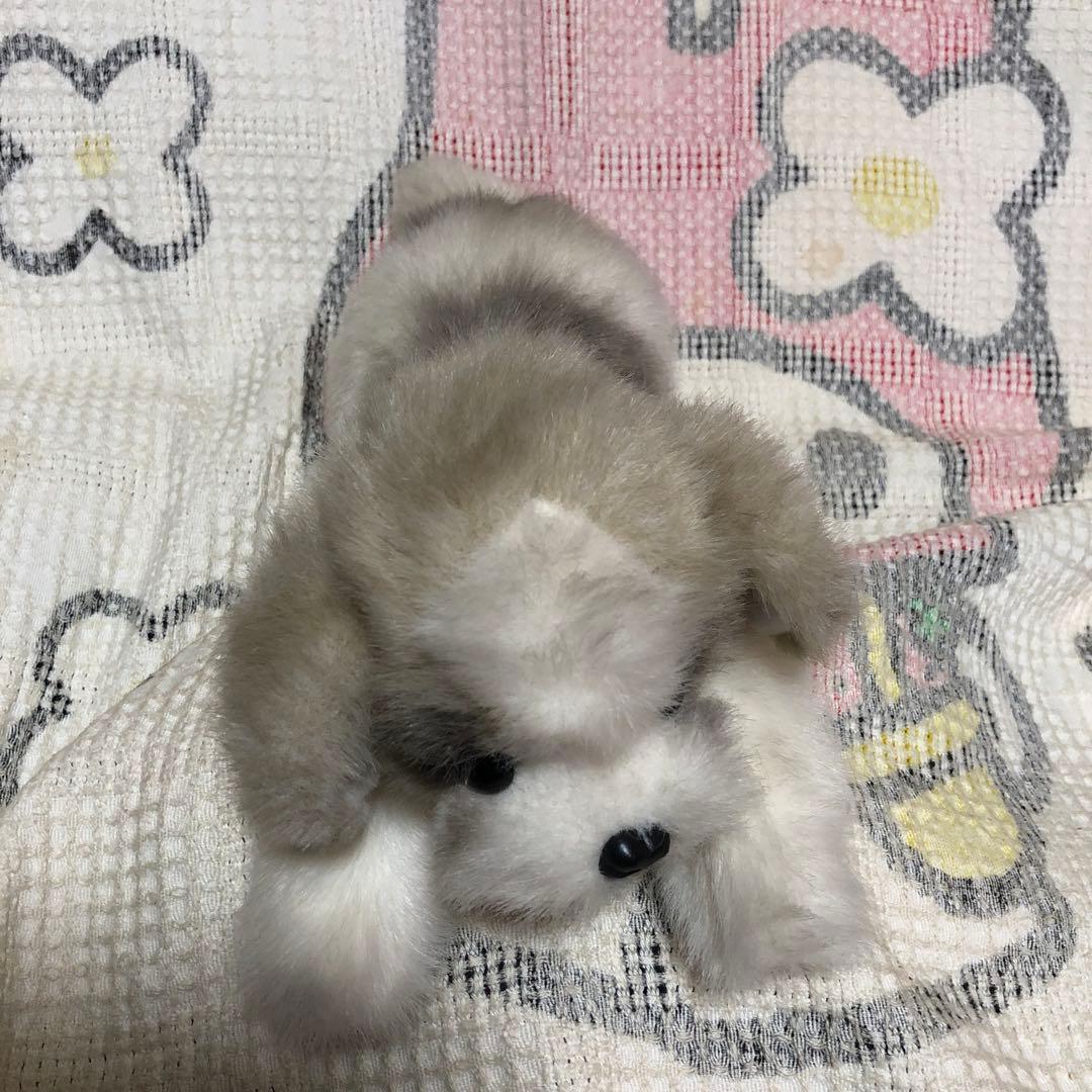 四季オリジナル ぬいぐるみ シーズー 犬 中古品 寝そべりポーズ - メルカリ