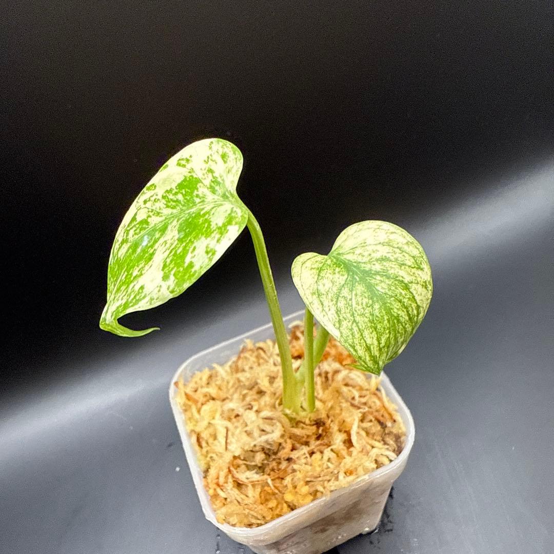 さ*ら様 モンステラ デリシオーサ ミント 特選株