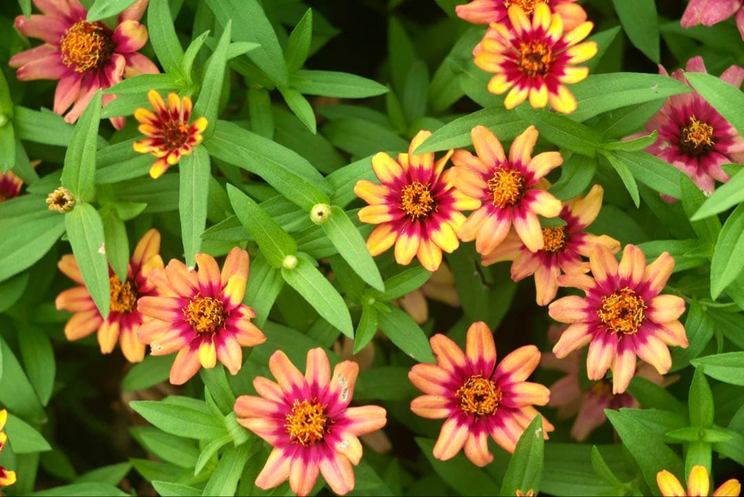 希少品❗️作例付き❗️Zunowの中判レンズ　zuminor 7.5cm f3.5