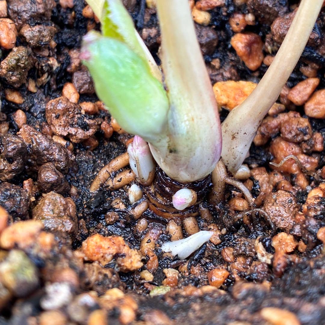 ぽ*の様 ☘️超レア☘️❤️根充実❤️⭐️超⭐️沢山新芽元気株❤️3272⭐️超