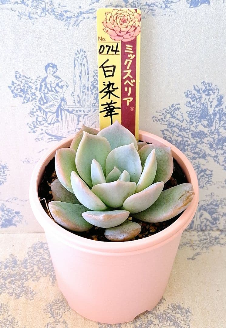 白染華 札付きポットごとメルカリ便おらいさん苗ミックスベリア - メルカリ