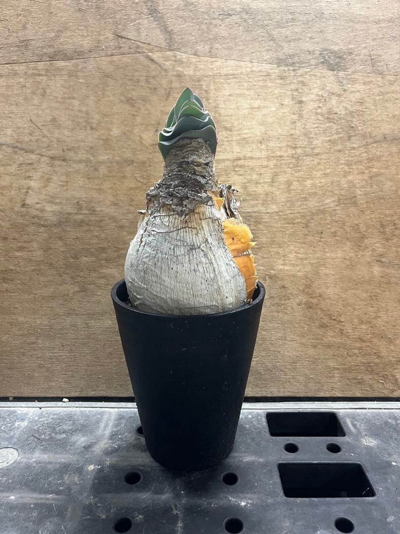 ブーファン ハエマンソイデス （検 ハエマントイデス ディスティチャ