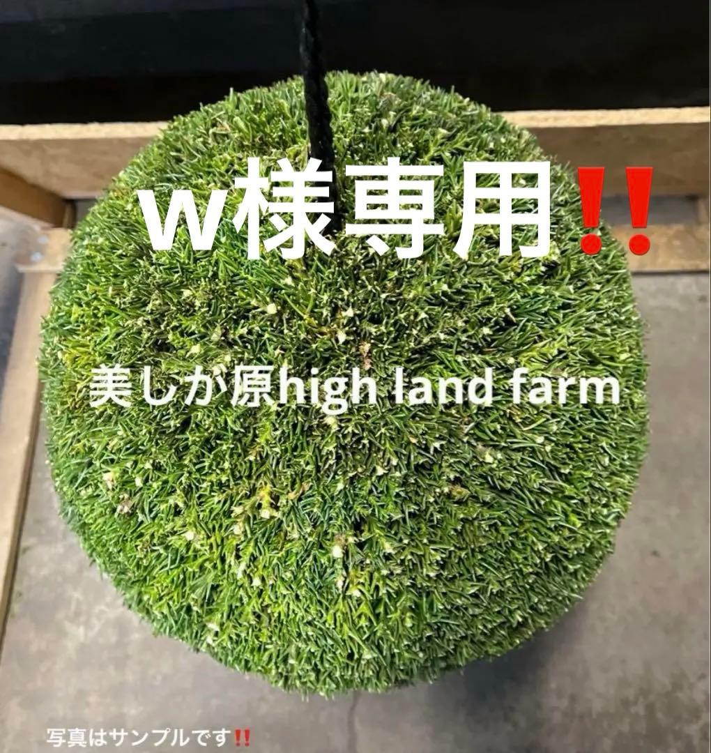 杉玉　約30センチ屋根付き‼️縁起物　丸くて幸せ　家族円満♪ 杉玉 約30センチ‼️縁起物 丸くて幸せ 家族円満♪ - メルカリ