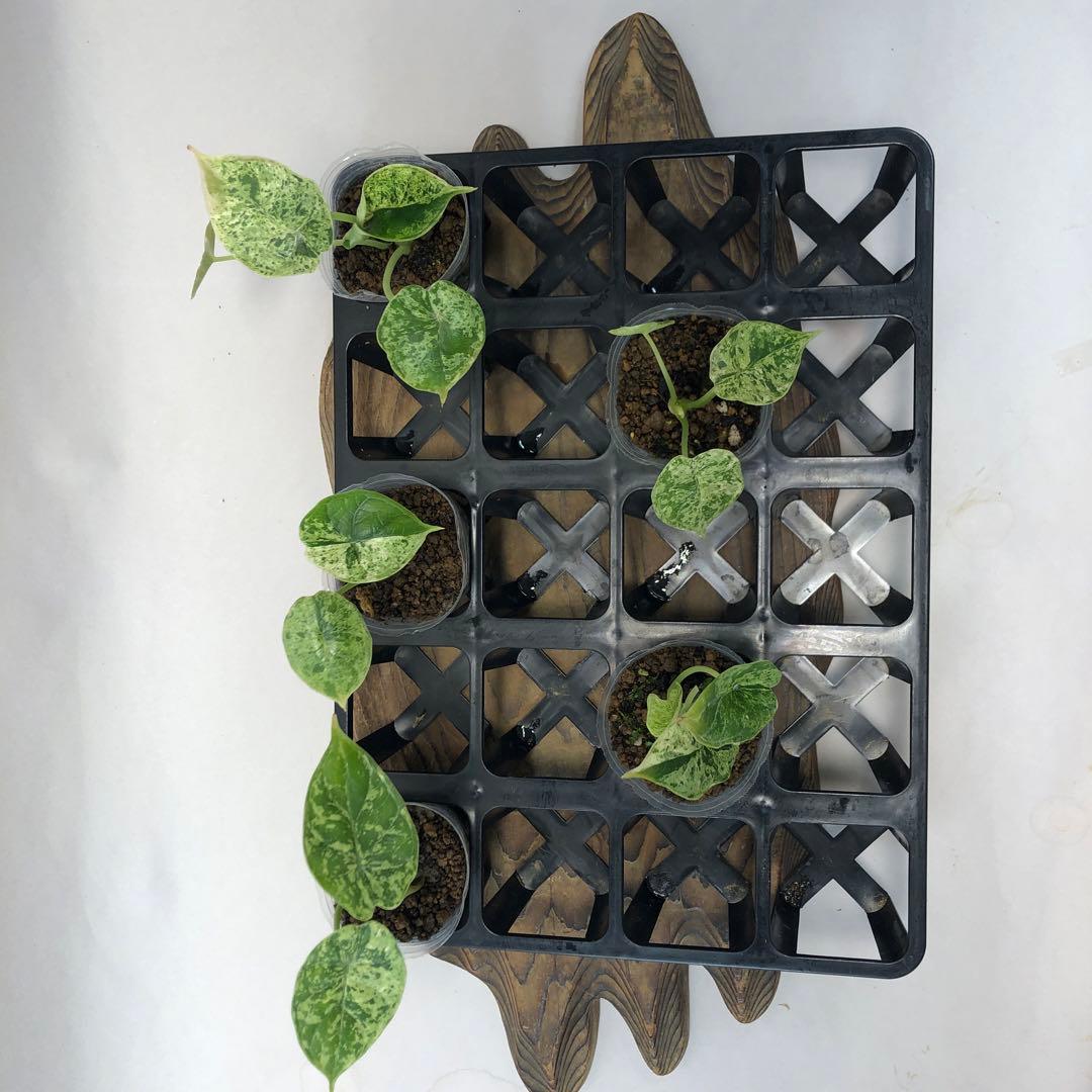 達*初様 ms1015株セット アロカシア・ドラゴンスケール・ミント