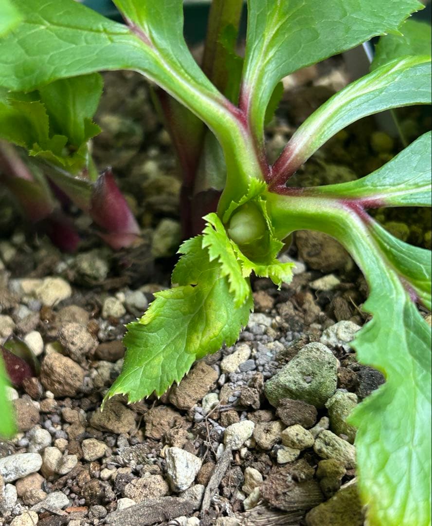 クリスマスローズ 大木ナーサリー アトロ系オーレア ss 6号苗 - メルカリ