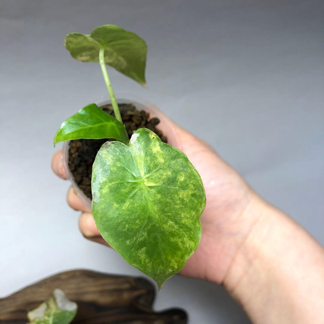 MS53 5株セットアロカシア・ドラゴンスケール・ミント・バリエガータ