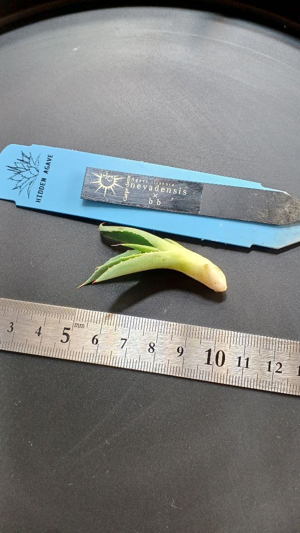 ネバデンシス ✕ BB - メルカリ