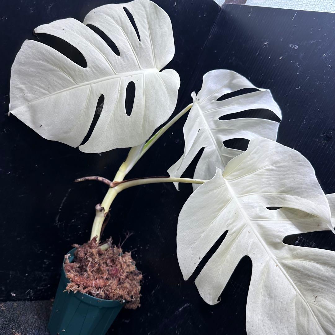 ふ*る様 斑入りモンステラ極上ホワイトタイガーフルムーン4号鉢植え発
