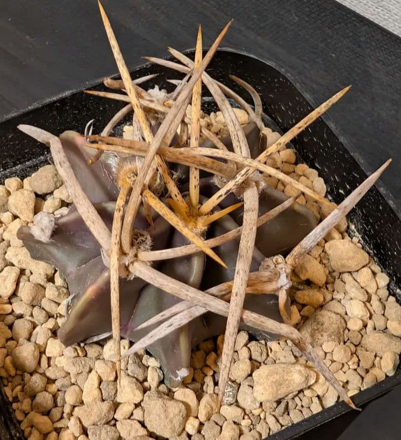 アストロフィツム 水牛大鳳玉 実生 - メルカリ