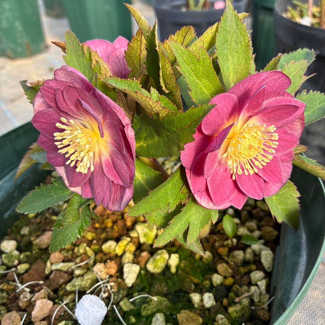 クリスマスローズ レッドオーレア 7寸 - メルカリ