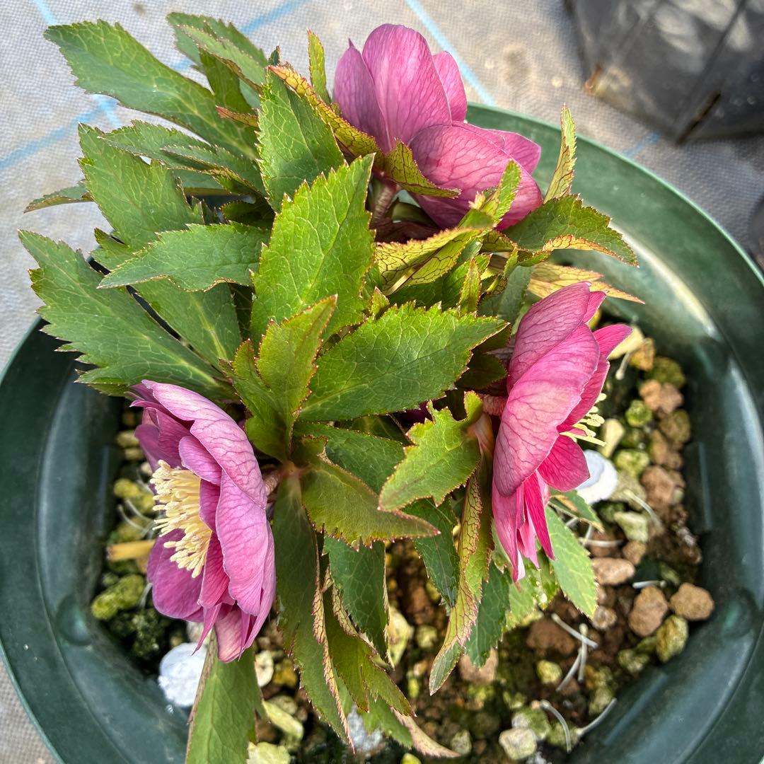 クリスマスローズ レッドオーレア 7寸 - メルカリ