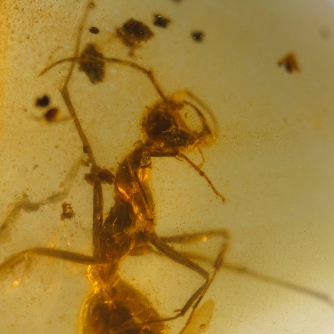 レア極上品 TT0027虫入り琥珀化石ミャンマーカムティかタナイ9900万年前 レア極上品 PA114虫入り琥珀化石 ミャンマーカムティかタナイ9900万年