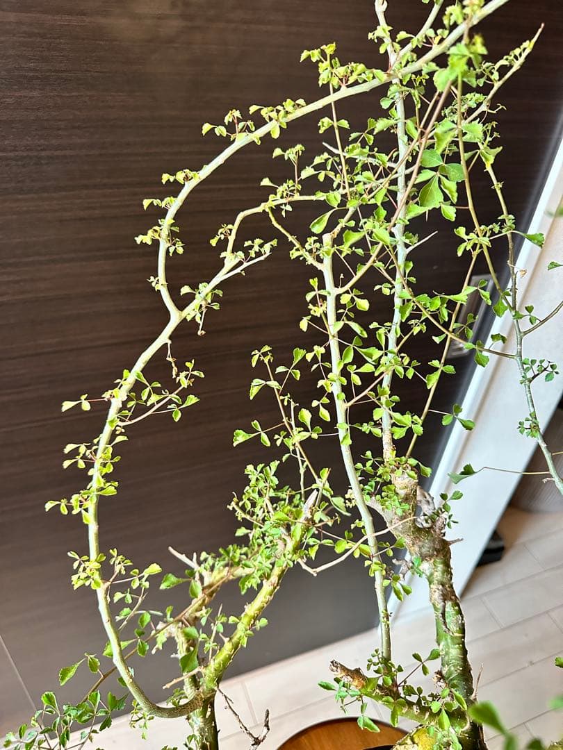 n*o様 特大 コミフォラ カンペストリス Commiphora Campest - メルカリ