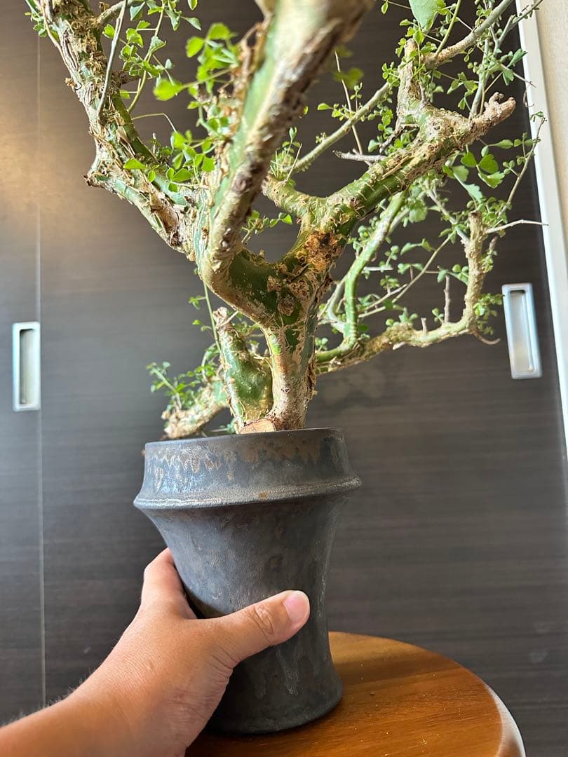 n*o様 特大 コミフォラ カンペストリス Commiphora Campest - メルカリ