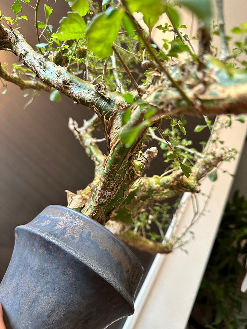 n*o様 特大 コミフォラ カンペストリス Commiphora Campest - メルカリ