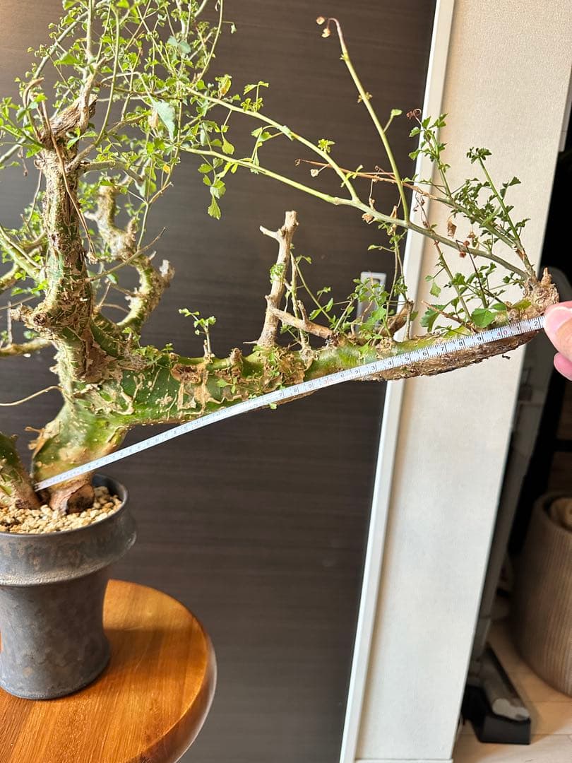 n*o様 特大 コミフォラ カンペストリス Commiphora Campest - メルカリ