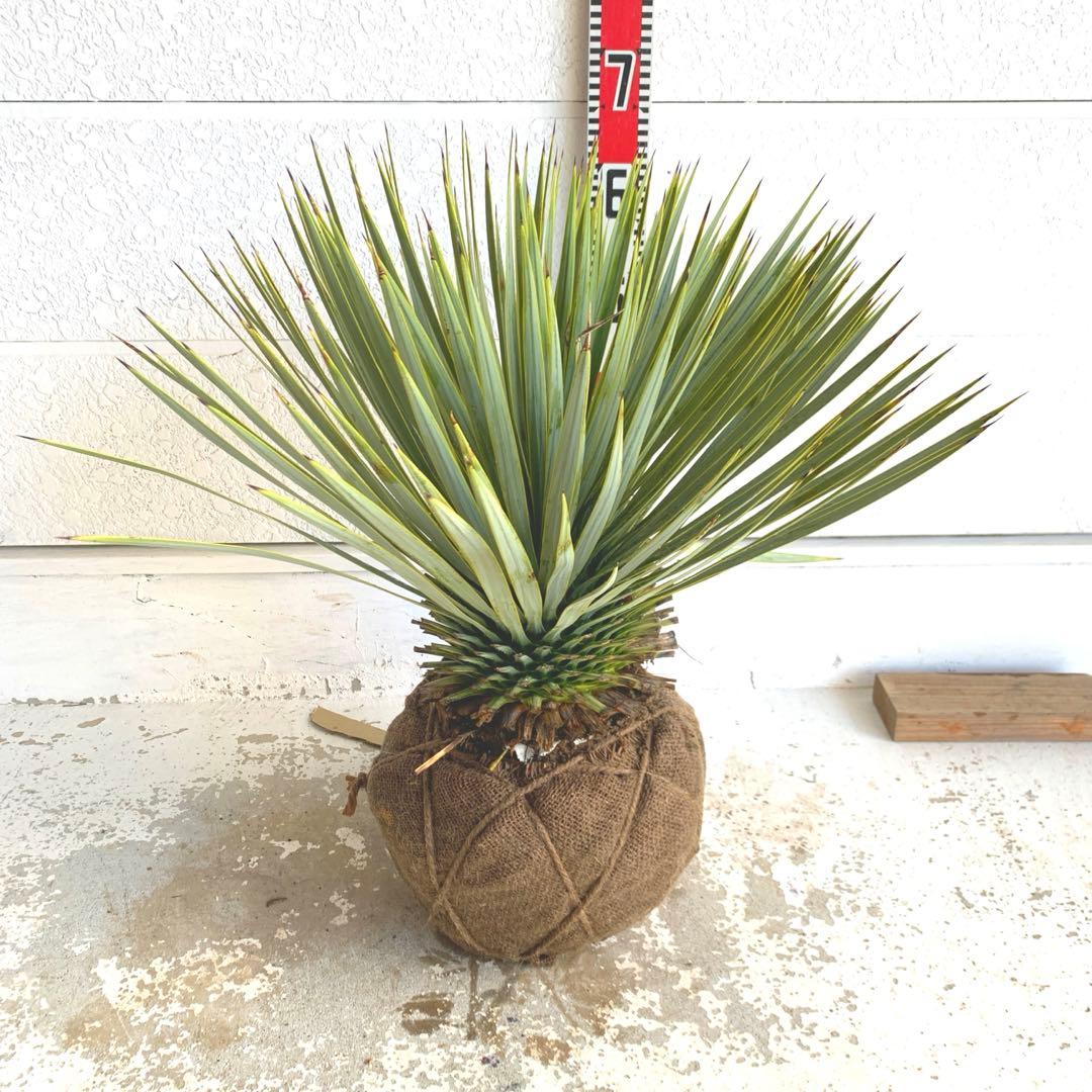 ユッカ　ロストラータ　【耐寒性/ドライガーデン/ロックガーデン 】19 ロストラータ ユッカ 常緑 観葉植物 耐寒性 ドライガーデン シンボル