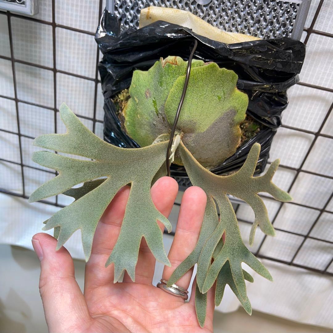 NANO ナノ ビカクシダ オリジナル willinckii - メルカリ