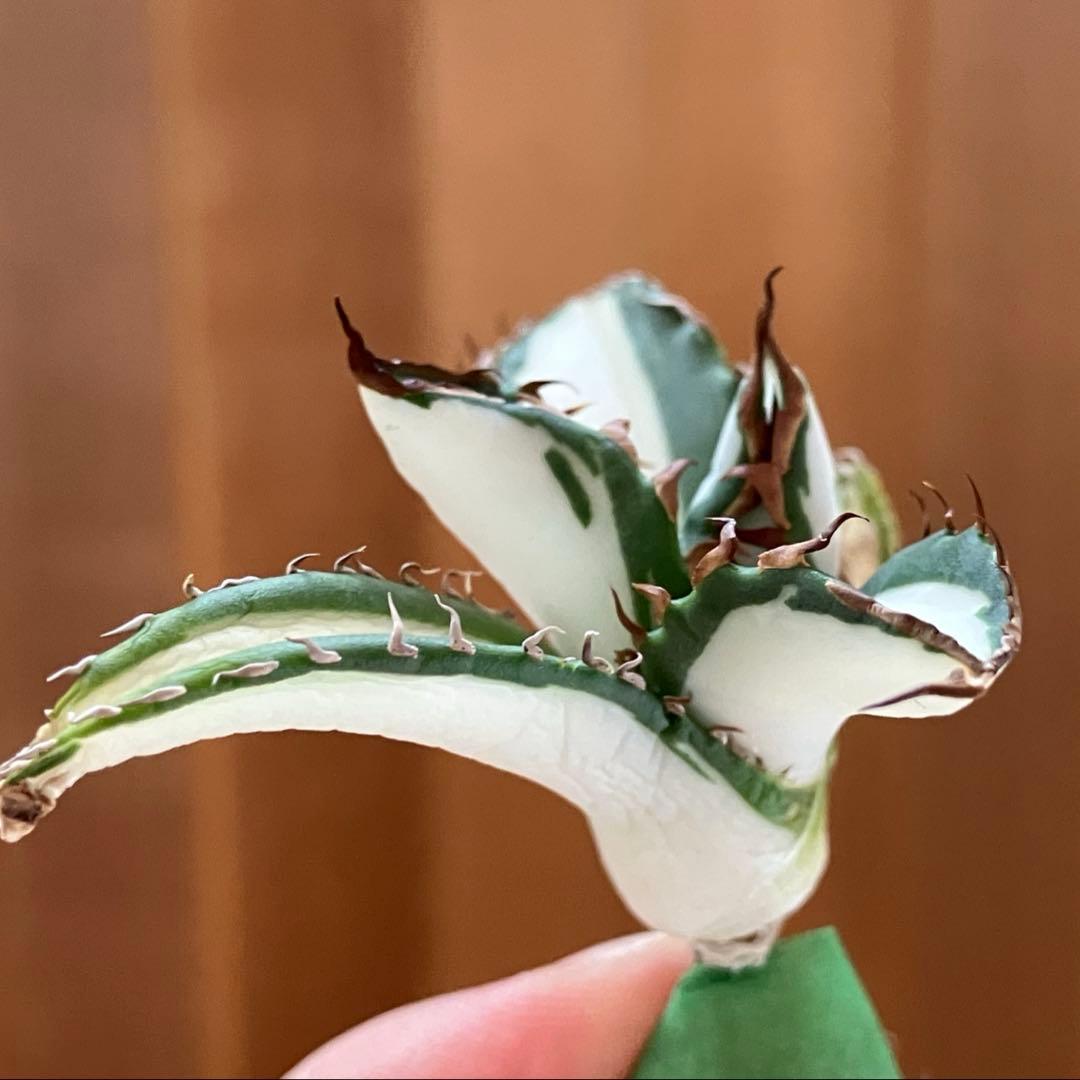 初売りセット③】87 アガベ 太陽神錦 ピンキー TC2株 匿名配送