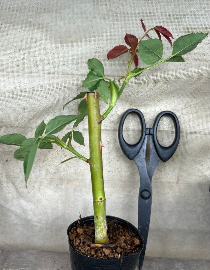 極太 バラ苗 ジェフハミルトン 廃盤 イングリッシュローズ カップ咲き