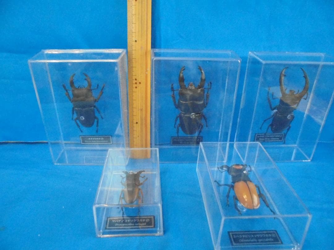 クワガタ昆虫標本5体セット 透明ケース入り - メルカリ