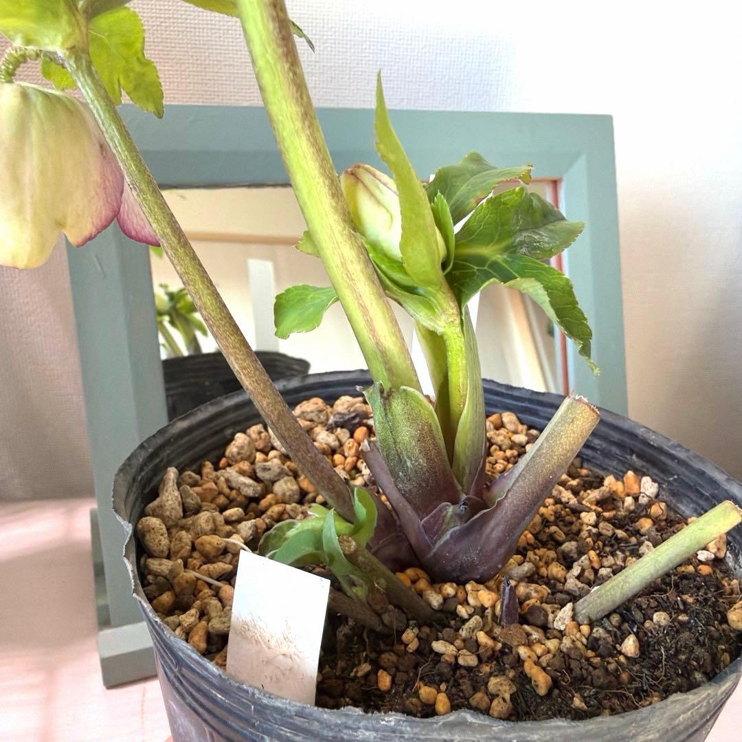 【加藤農園】クリスマスローズ　認定モーリープリマヴェーラ《1/19》