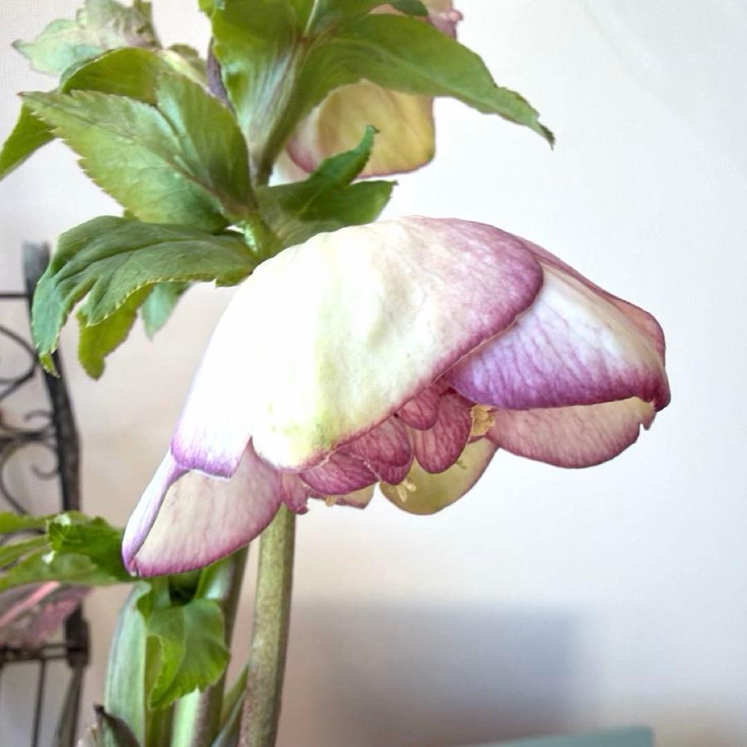 【加藤農園】クリスマスローズ　認定モーリープリマヴェーラ《1/19》