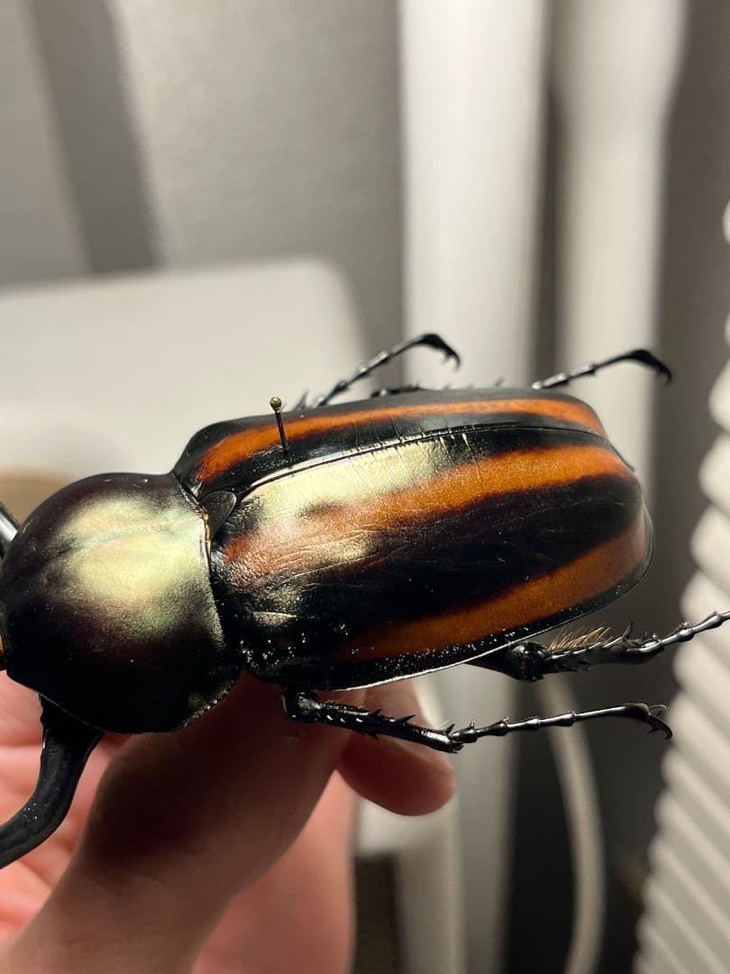 【手長黄金最高峰】セスジドウナガテナガコガネ 特大標本 プラチナコガネ