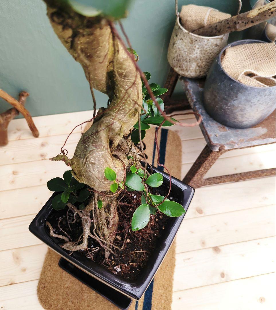 現品】根上りガジュマル 曲がり お祝いギフト モダンインテリア黒