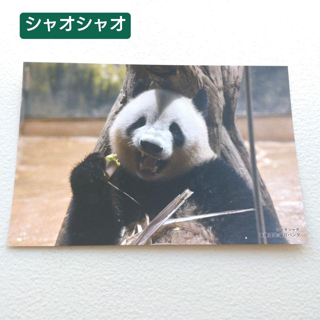 上野松坂屋 シャオシャオ レイレイ 毎日パンダ 双子の思い出ポスト