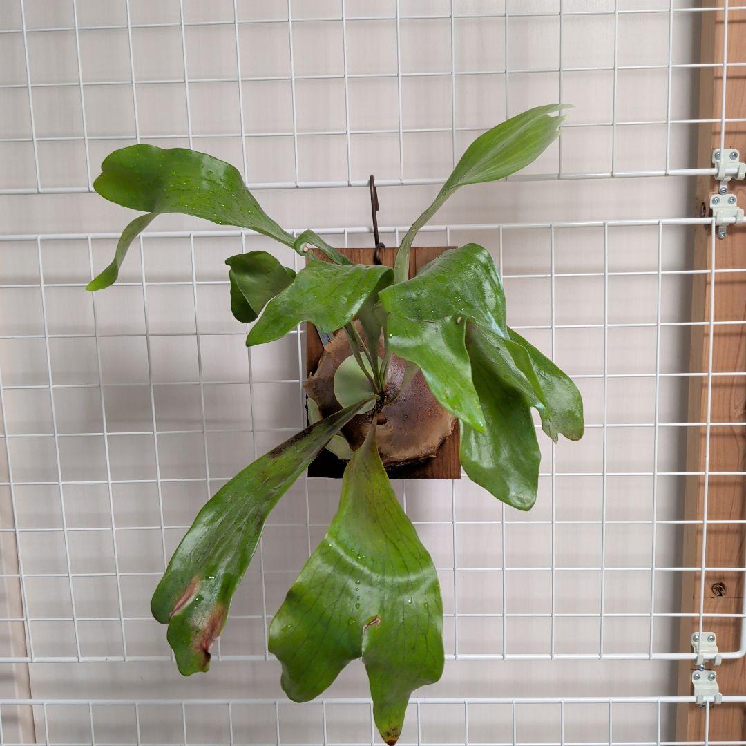 【ショウイチ】P. hillii Dairin BikakuMafia産