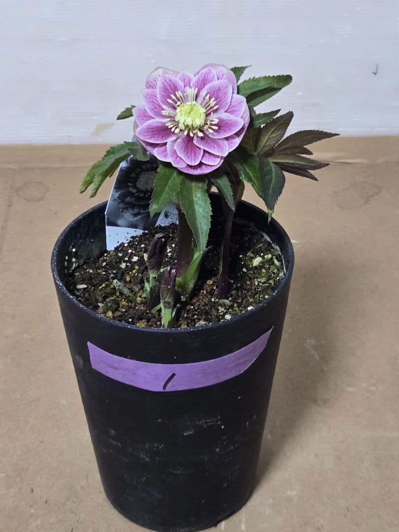 ☆広瀬園芸☆クリスマスローズ☆4.5号鉢☆ - メルカリ