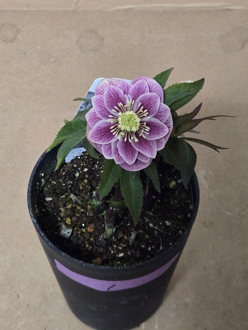 ☆広瀬園芸☆クリスマスローズ☆4.5号鉢☆ - メルカリ