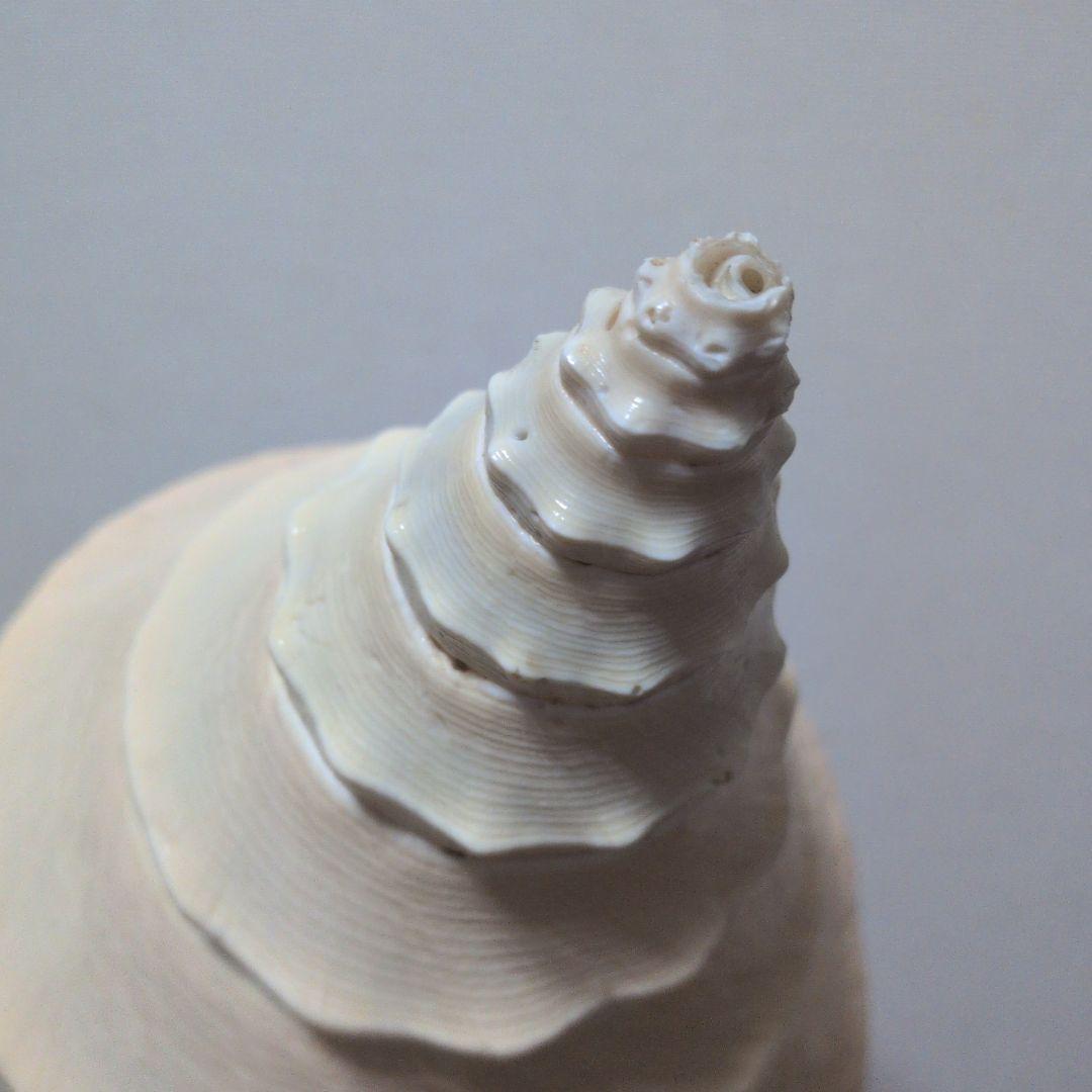 希少・40cm超え！】アラフラオオニシ貝 法螺貝 コレクション www