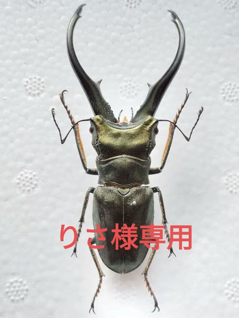 特大モンギローニホソアカクワガタ標本（超貴重） - メルカリ