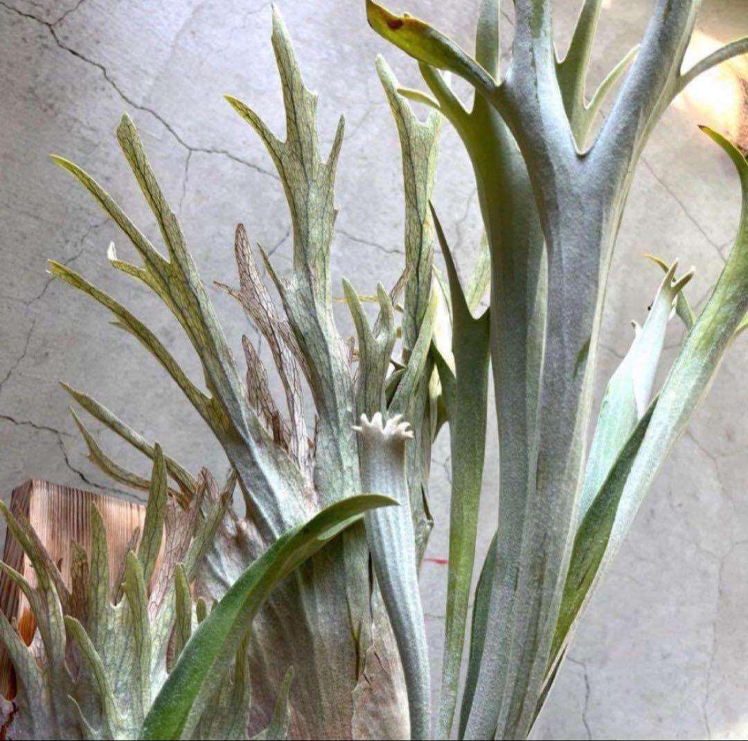 ビカクシダベイチー アーバンリバー 子株 oc veitchii - メルカリ