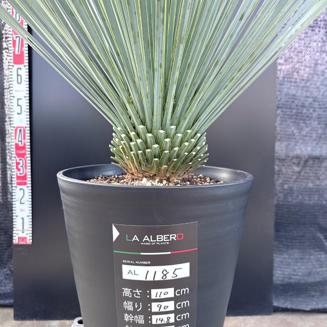 AL1185】ユッカ ロストラータ ランチョブルー