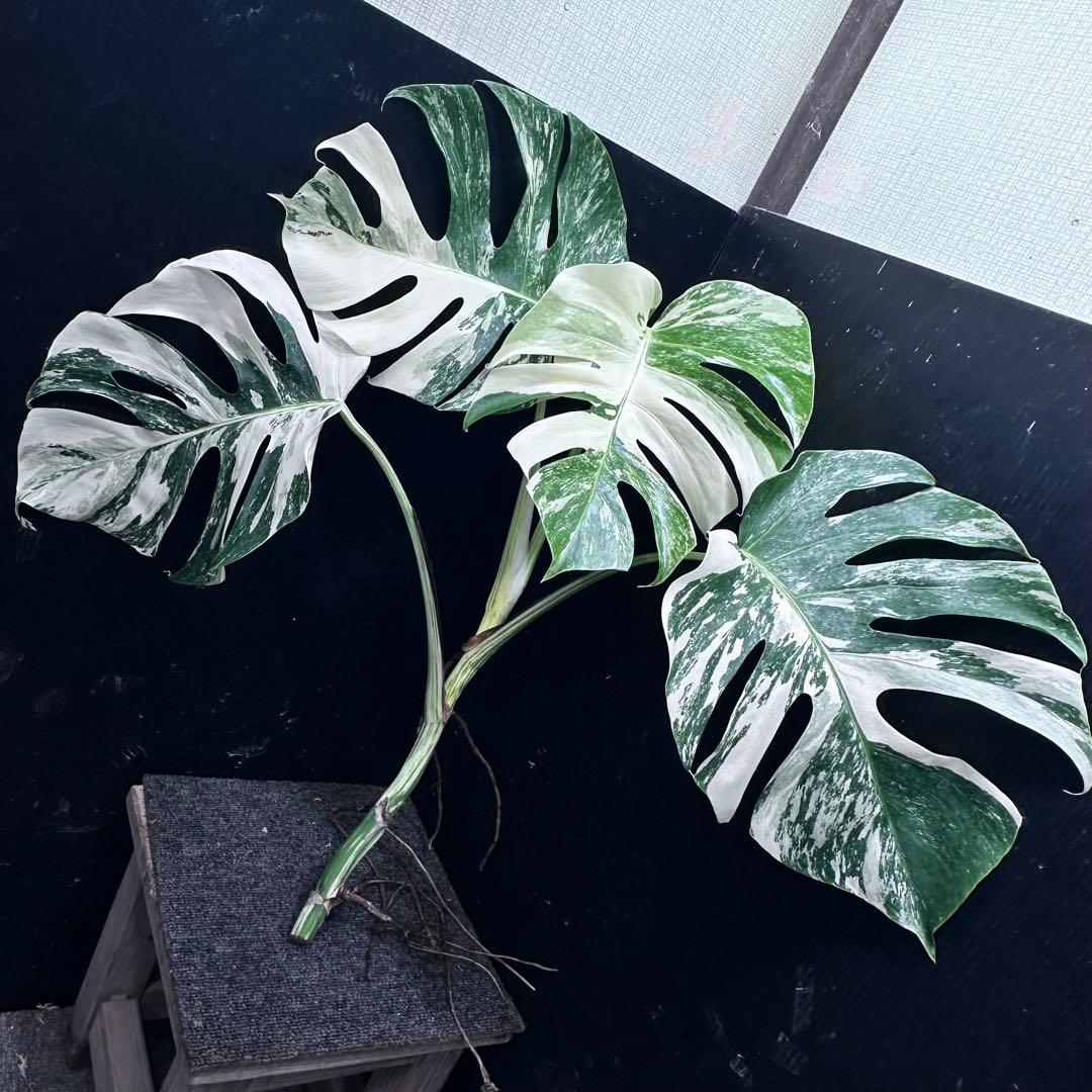 S*L様 a 38品種保証 【希少】モンステラ・エレクトロライト 美株