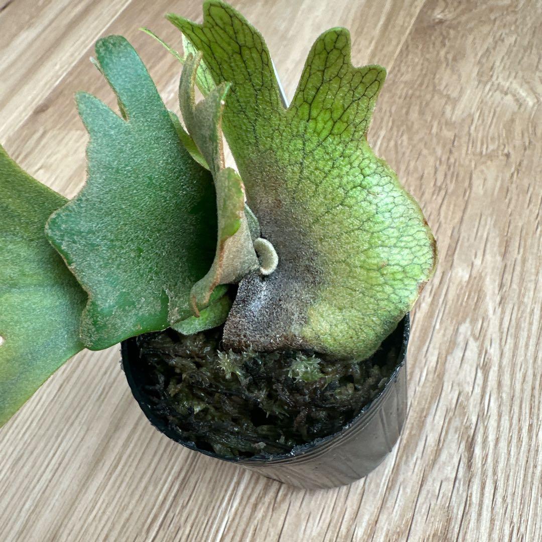 ビカクシダ P.willinckii nano spore スポア 胞子培養 - メルカリ