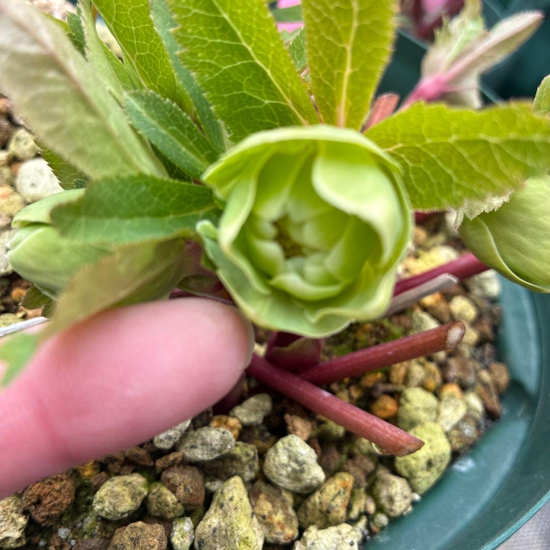 専用です。クリスマスローズ　白抜　赤軸　超希少　グリーンオーレア　ゴールド　７寸