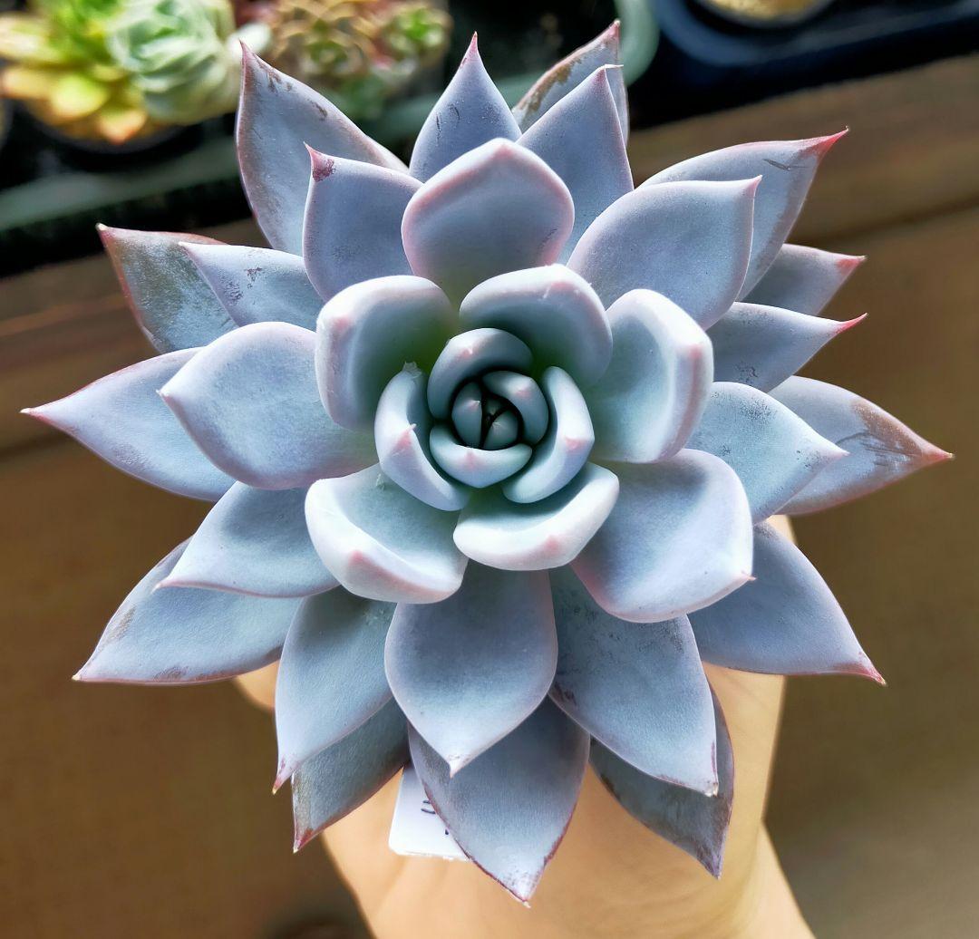 黒*ん様 ブルーバニラ ミックスベリア おらいさん 土付き発送 多肉