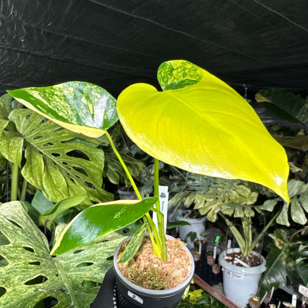2モンステラ デリシオーサ イエローマリリン 黄斑入り - メルカリ