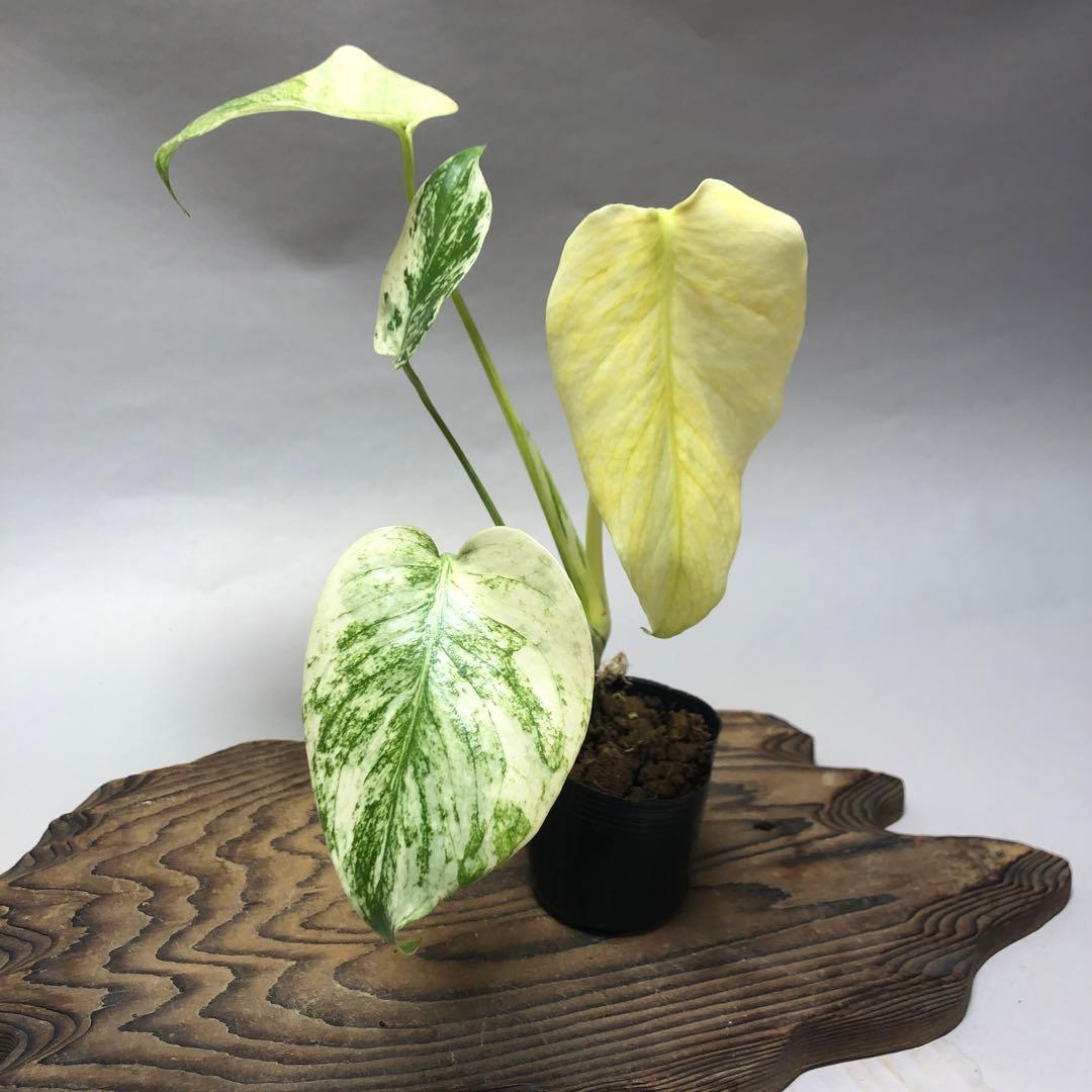 MS62 5株セット【特別選抜】ホワイトモンスター／天津蘭 モンステラ