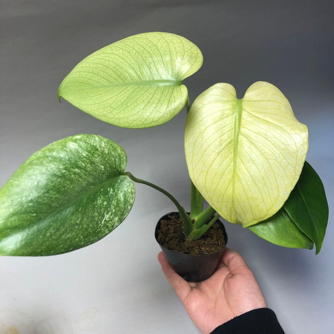 MS62 5株セット【特別選抜】ホワイトモンスター／天津蘭 モンステラ